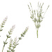 Levandule - umělý trs, barva bílá
