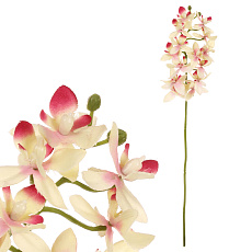 Orchidej drobnokvětá - umělá řezaná, krémovo-růžová