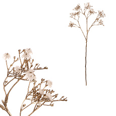 Gypsophila - s pozlacením, bílo-krémová kvítka