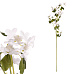Clematis - umělá řezaná květina, bílá
