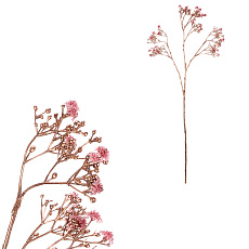 Gypsophila - s pozlacením, růžová kvítka Gypsophila - s pozlacením, růžová kvítka