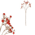 Gypsophila - s pozlacením, červená kvítka