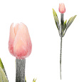 Tulipán mini - zápich, meruňkový, omrznutý, cena za 1 ks