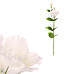 Eustoma - umělá řezaná květina, bílá