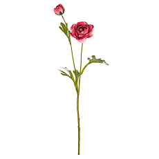 Ranunculus - umělý řezaný, barva tmavě růžová