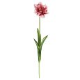 Tulipán třepenitý - řezaný, gumový, barva světle růžová