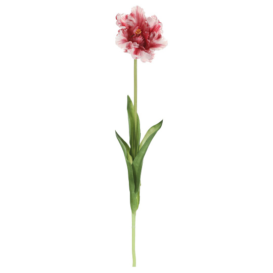 Tulipán třepenitý - řezaný, gumový, barva světle růžová